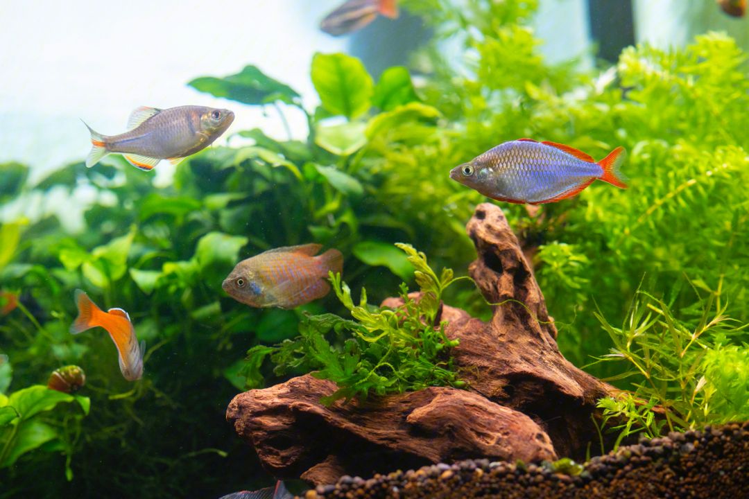 Tips for Using Foam Filter in Aquarium