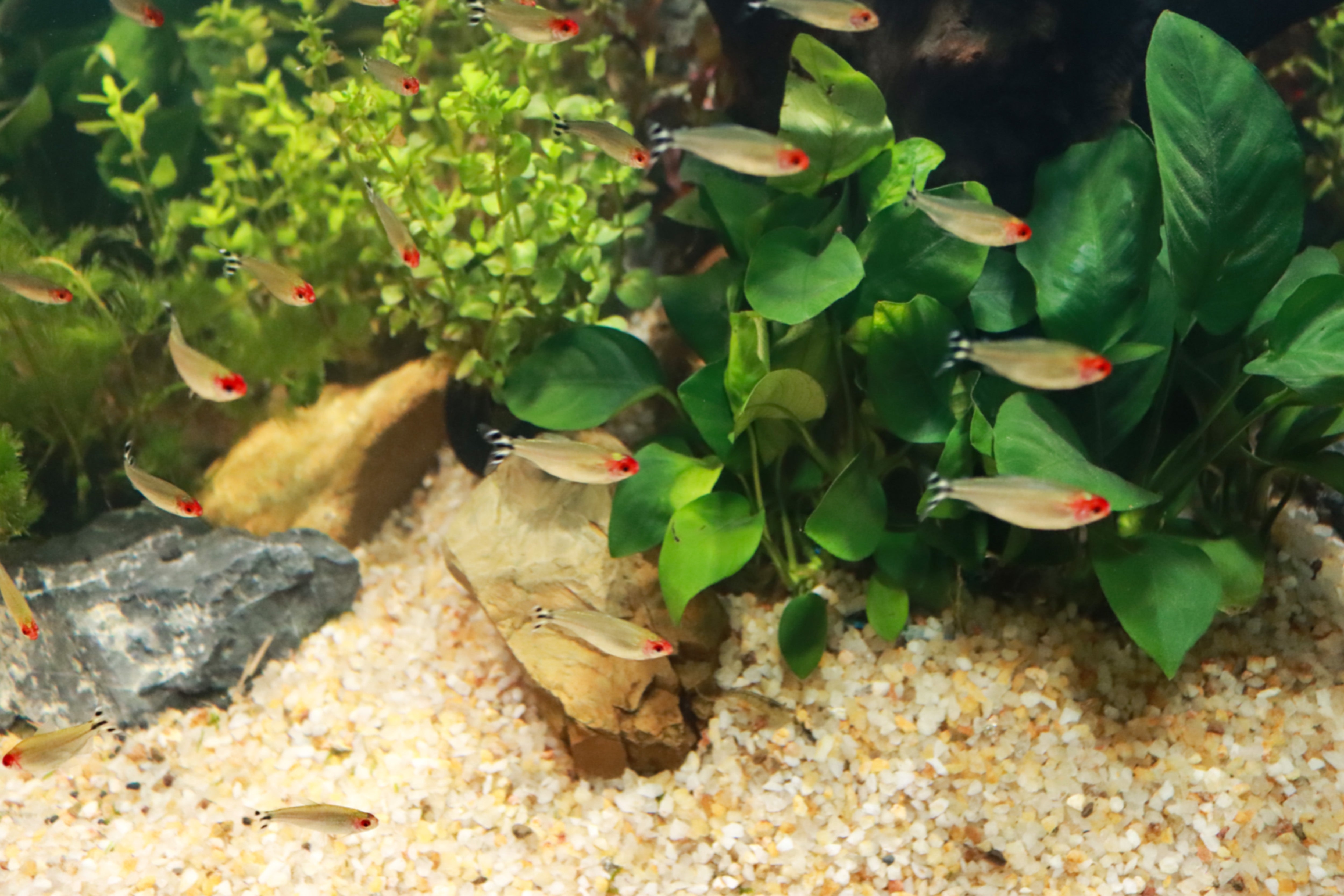 Why are fish tanks prone to getting dirty in summer?