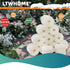 LTWHOME Compatible White Pre-Filter Foam Replacement for Oase BioMaster Filter, 45ppi (Pack of 12)